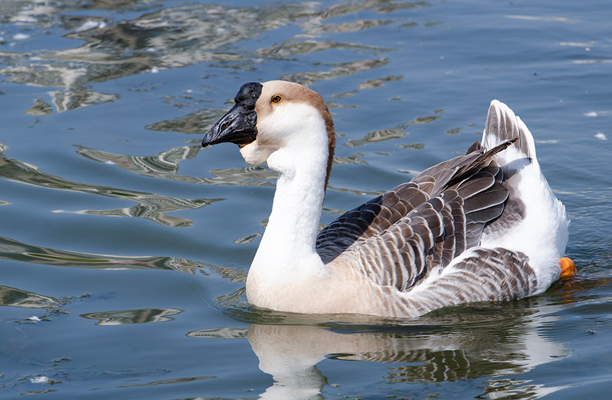 Tianta Lake scenic area in N China’s Tianjin introduces ornamental birds