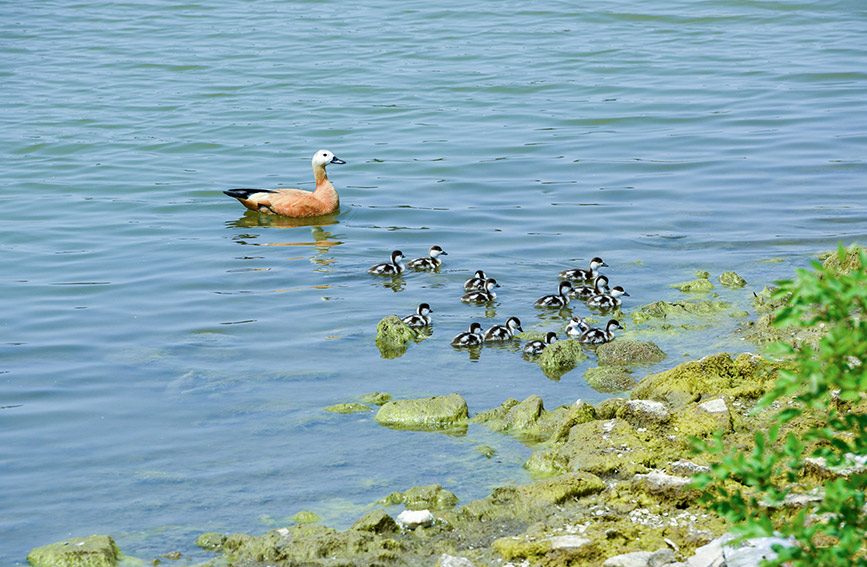 Tianta Lake scenic area in N China’s Tianjin introduces ornamental birds