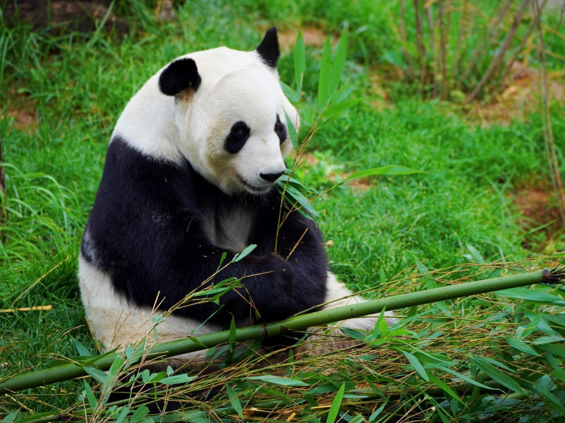 Iconic panda a furry friend for the wild animals of the Qinghai-Tibetan plateau