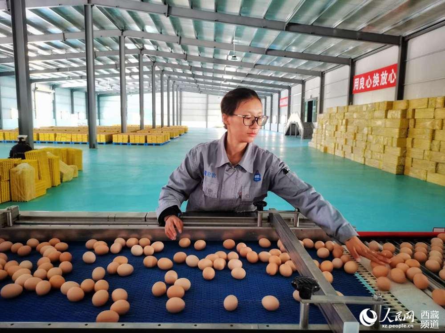 Development strategy supports burgeoning chicken breeding industry to take flight in Tibet