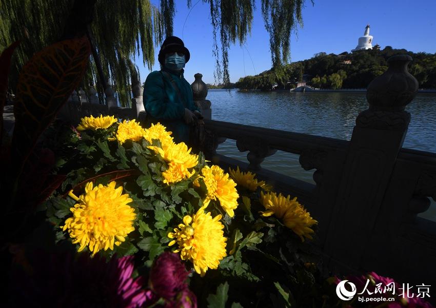 Over 15,000 chrysanthemums blossom in Beijing park