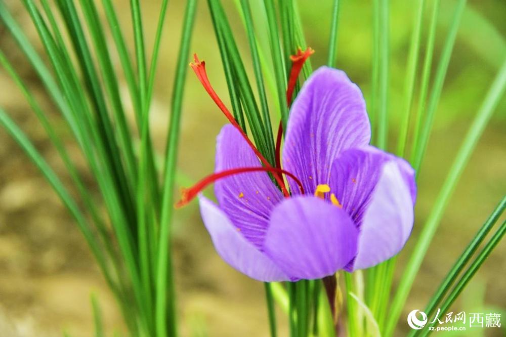 Saffron crocus ushers in a bumper crop in SW China's Tibet 