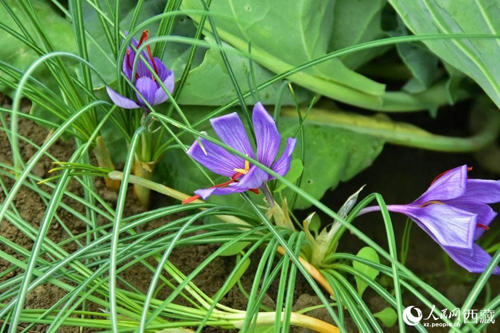 Saffron crocus ushers in a bumper crop in SW China's Tibet 