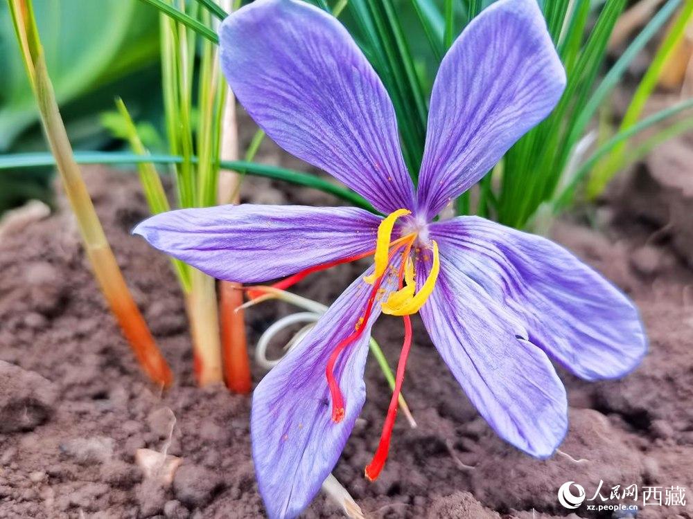 Saffron crocus ushers in a bumper crop in SW China's Tibet 