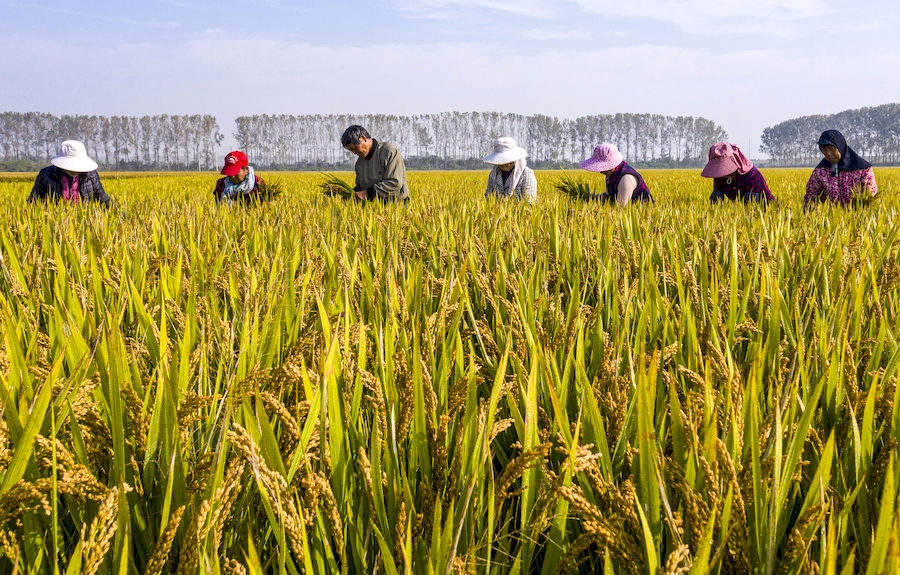 County in E China’s Anhui promotes planting of superior rice varieties