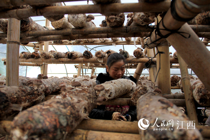 Farmers busy themselves harvesting shiitake mushrooms in E China's Jiujiang