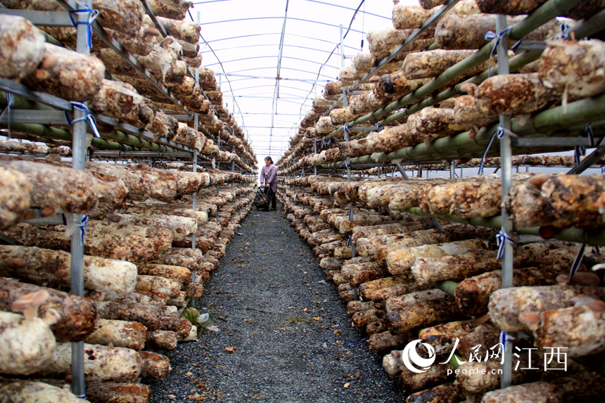 Farmers busy themselves harvesting shiitake mushrooms in E China's Jiujiang