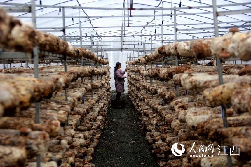 Farmers busy themselves harvesting shiitake mushrooms in E China's Jiujiang