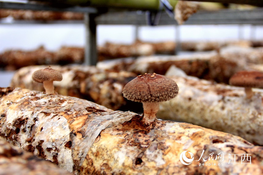 Farmers busy themselves harvesting shiitake mushrooms in E China's Jiujiang