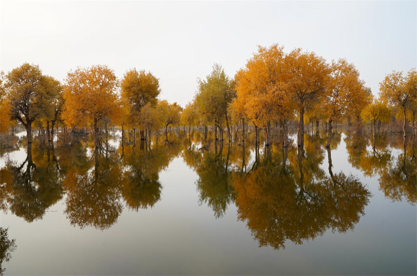 Desert poplars bring sea of gold to NW China's Xinjiang