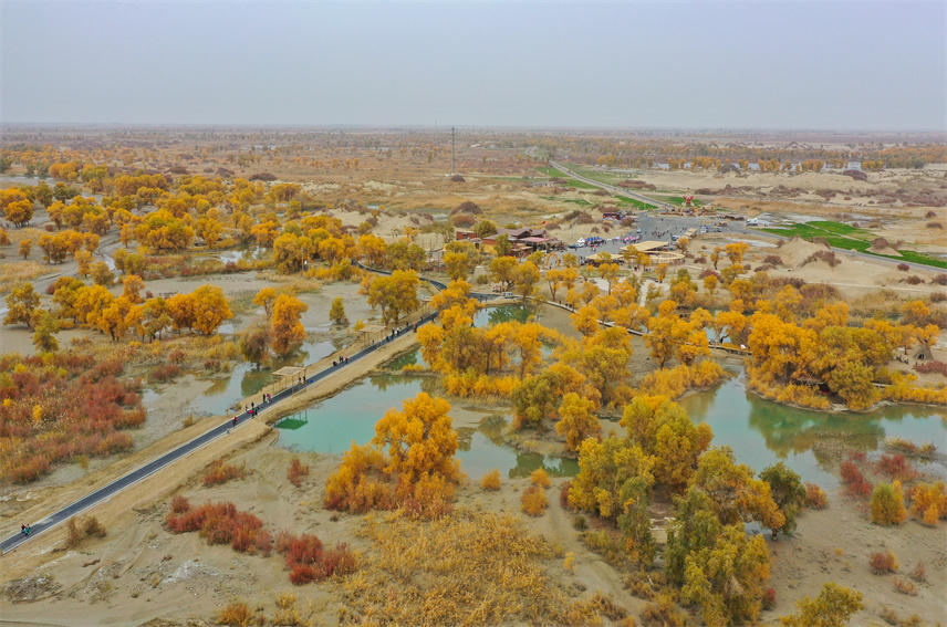 Desert poplars bring sea of gold to NW China's Xinjiang