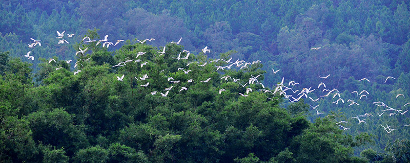 Village in Guangxi sees increasing number of egrets thanks to efforts of bird rangers