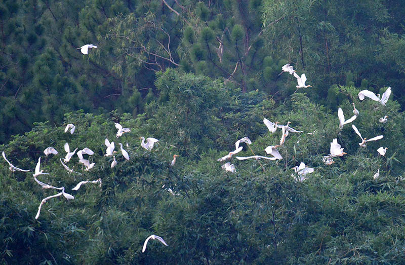 Village in Guangxi sees increasing number of egrets thanks to efforts of bird rangers