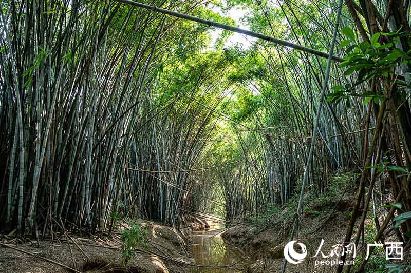 Village in Guangxi sees increasing number of egrets thanks to efforts of bird rangers