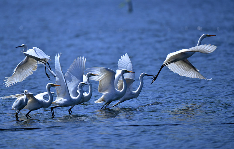 Village in Guangxi sees increasing number of egrets thanks to efforts of bird rangers