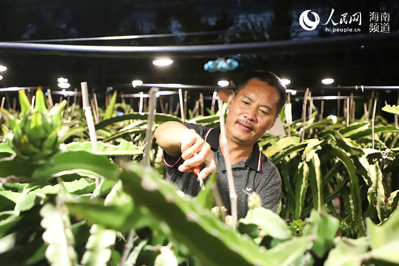 Off-season dragon fruit planting bring wealth to villagers in S China's Hainan