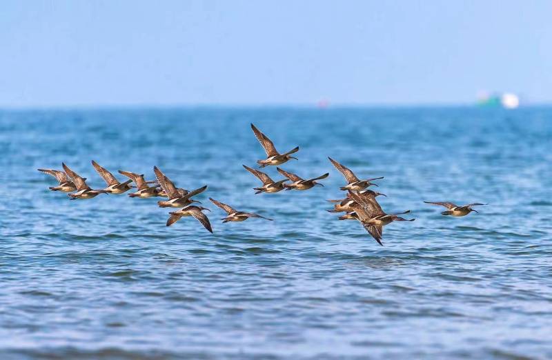 First batch of “Arctic visitors” arrive in Beihai, S China’s Guangxi