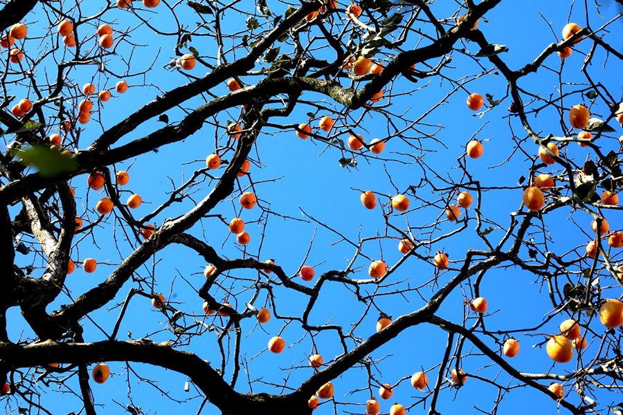 Persimmons enter harvest season in village in E China’s Anhui