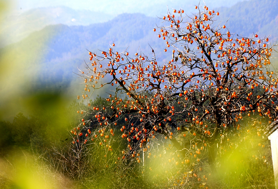 Persimmons enter harvest season in village in E China’s Anhui