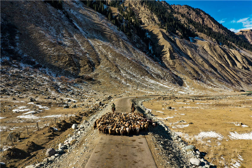 Seasonal livestock migration begins in Zhaosu, NW China's Xinjiang