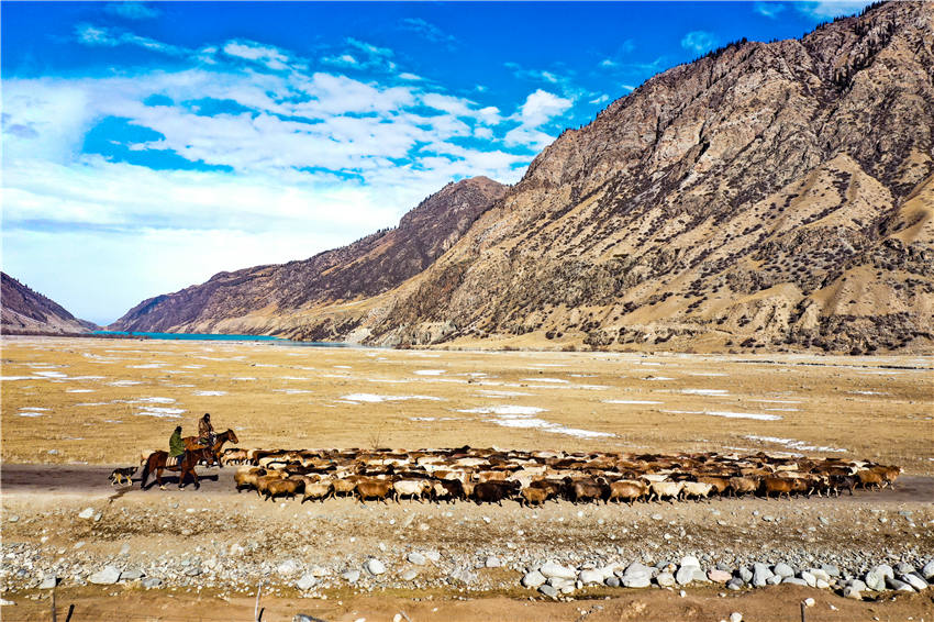 Seasonal livestock migration begins in Zhaosu, NW China's Xinjiang