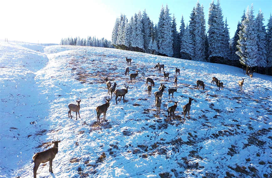 Second-class state protected animal Tianshan wapiti seen in grassland in northern Xinjiang