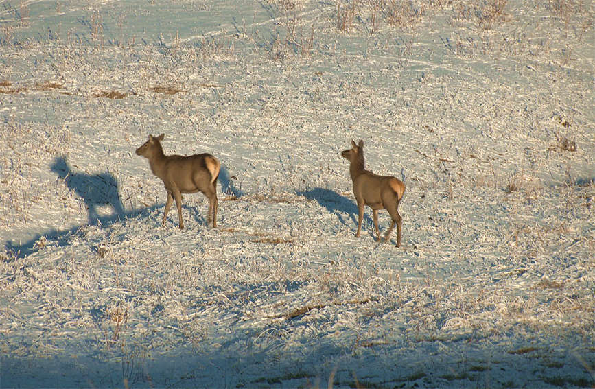 Second-class state protected animal Tianshan wapiti seen in grassland in northern Xinjiang