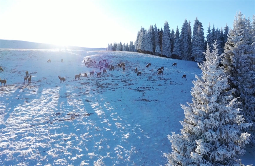 Second-class state protected animal Tianshan wapiti seen in grassland in northern Xinjiang