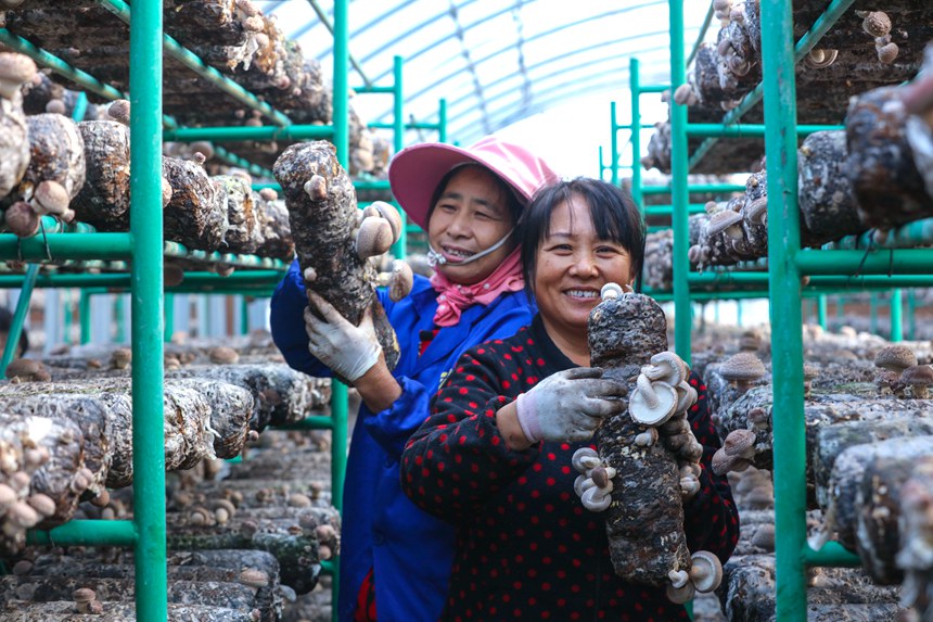 Shiitake mushroom growing enriches villagers in Central China's Henan