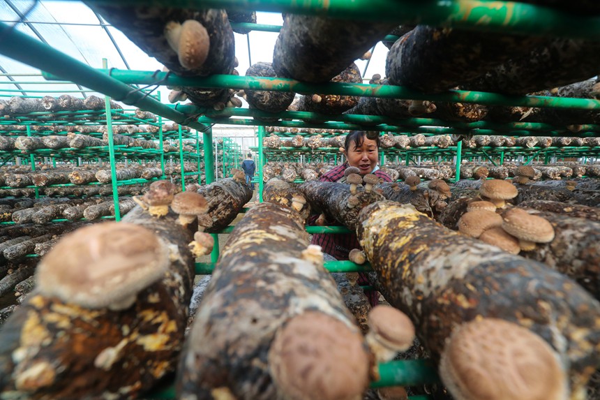 Shiitake mushroom growing enriches villagers in Central China's Henan