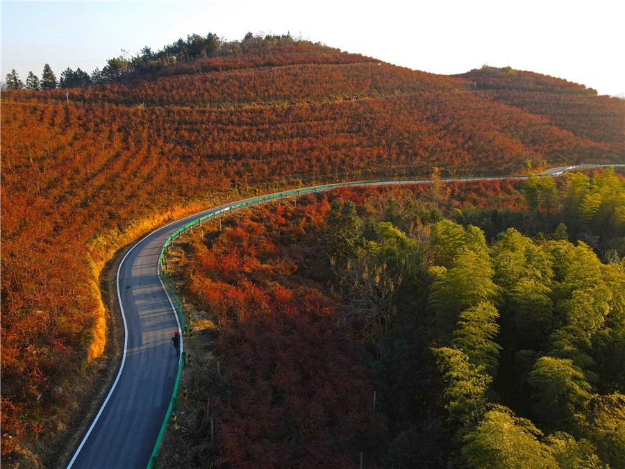 Rosy red blueberry leaves brighten up mountains in E China’s Anhui 