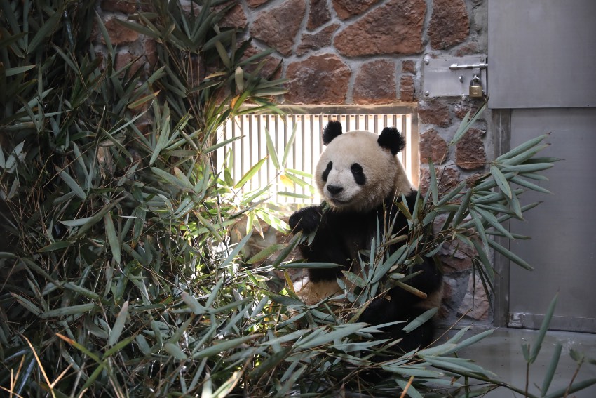 Giant pandas, red pandas move into new houses at Chengdu's panda breeding facility