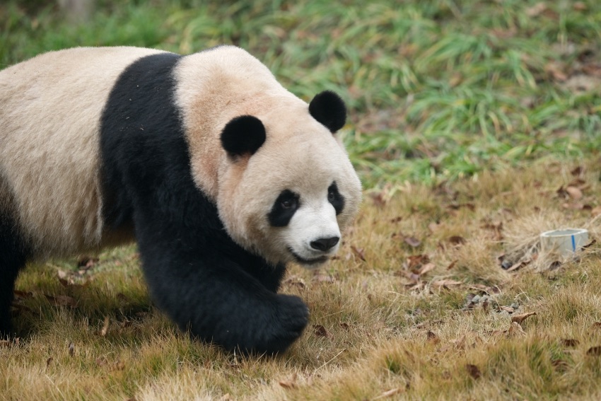 Giant pandas, red pandas move into new houses at Chengdu's panda breeding facility