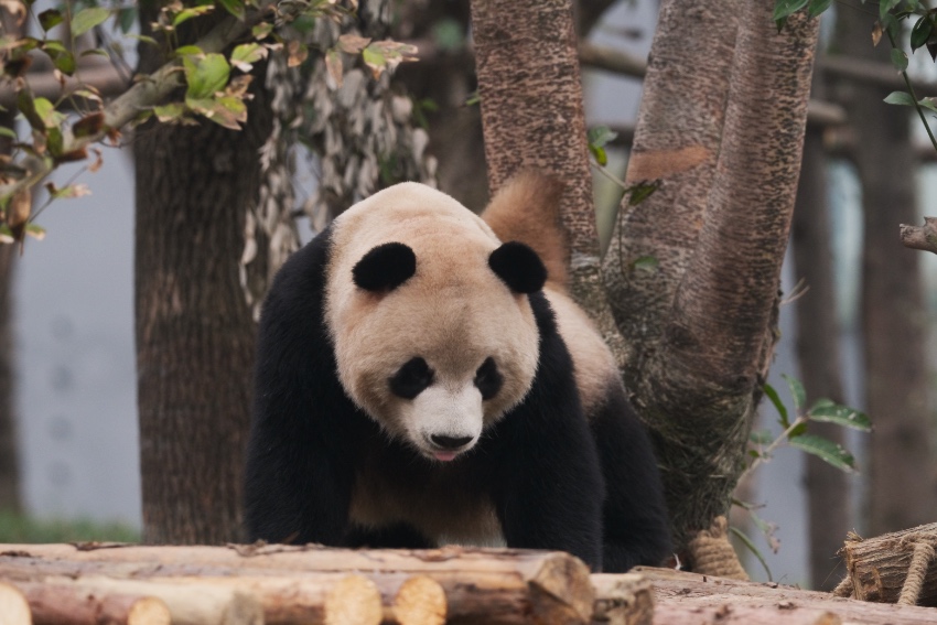 Giant pandas, red pandas move into new houses at Chengdu's panda breeding facility