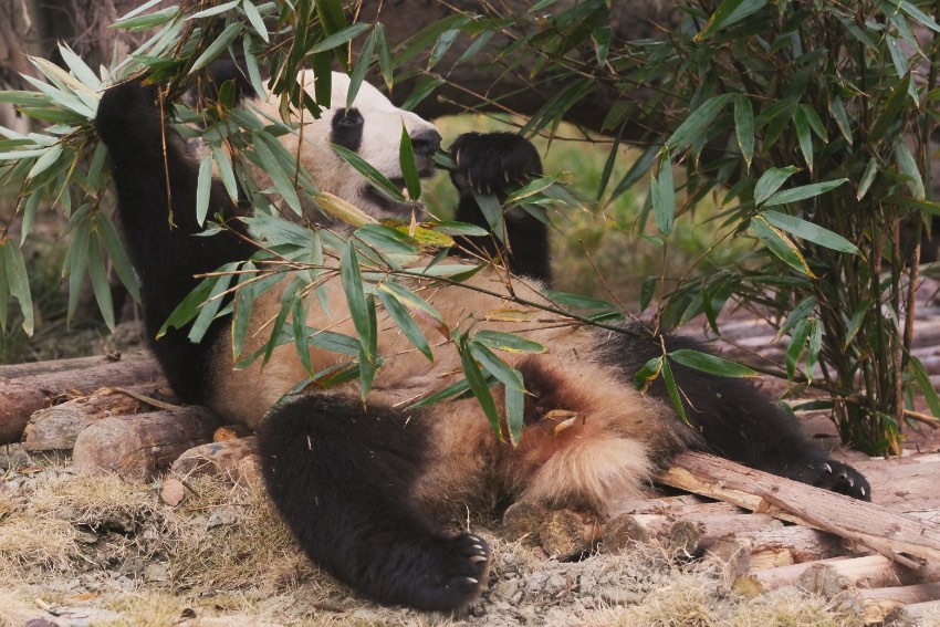 Giant pandas, red pandas move into new houses at Chengdu's panda breeding facility