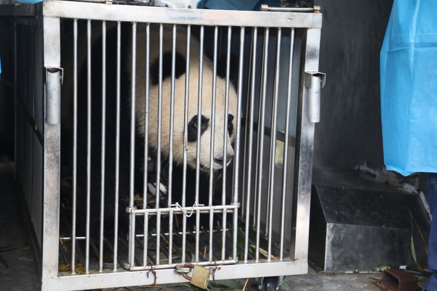 Giant pandas, red pandas move into new houses at Chengdu's panda breeding facility