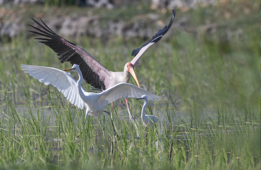 National park’s sound ecological environment in Sanya attracts a rare feathered visitor from afar