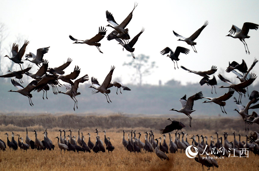 Over 700,000 migratory birds gather in Poyang Lake to overwinter