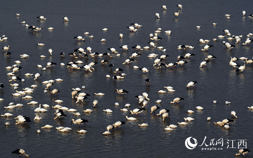 Over 700,000 migratory birds gather in Poyang Lake to overwinter