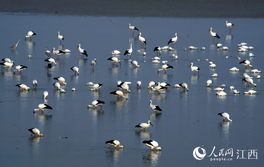 Over 700,000 migratory birds gather in Poyang Lake to overwinter