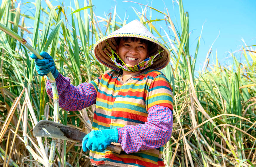 Sugarcane harvesting season shifts into full gear for town in Guangxi