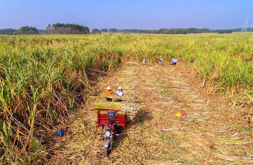 Sugarcane harvesting season shifts into full gear for town in Guangxi