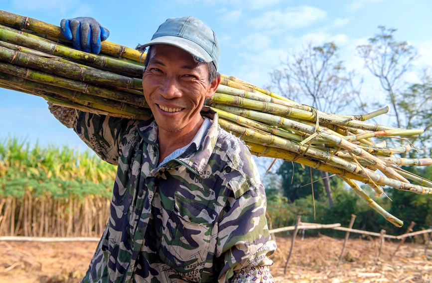 Sugarcane harvesting season shifts into full gear for town in Guangxi