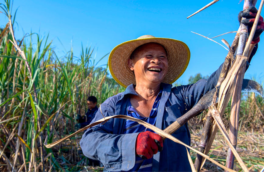 Sugarcane harvesting season shifts into full gear for town in Guangxi