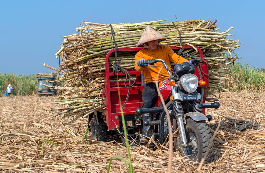 Sugarcane harvesting season shifts into full gear for town in Guangxi