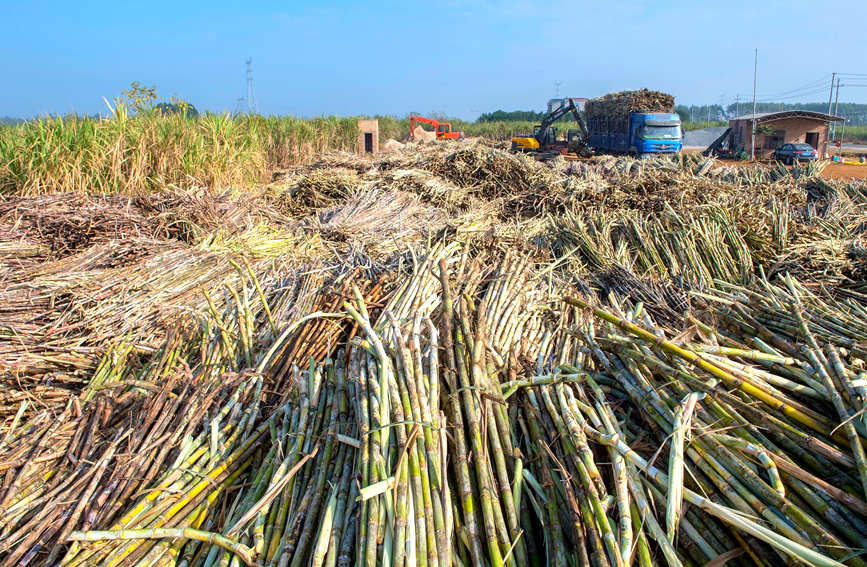 Sugarcane harvesting season shifts into full gear for town in Guangxi