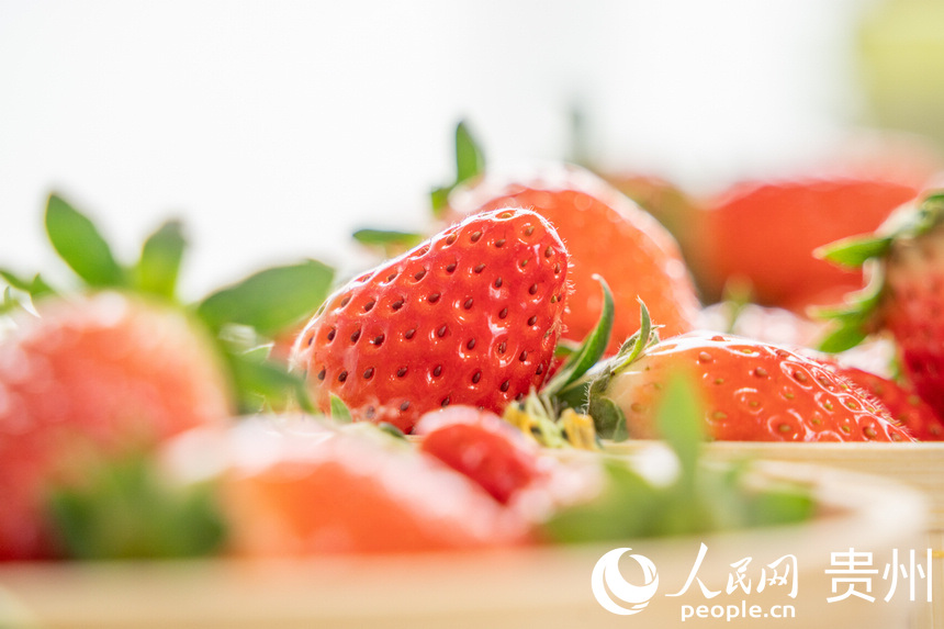 Strawberry industry in SW China's Guizhou brings wealth to local people