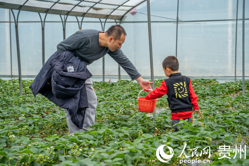 Strawberry industry in SW China's Guizhou brings wealth to local people