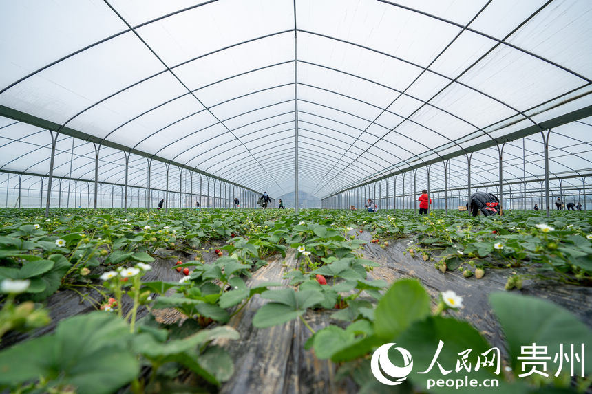 Strawberry industry in SW China's Guizhou brings wealth to local people