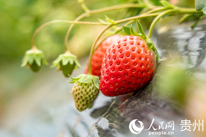 Strawberry industry in SW China's Guizhou brings wealth to local people